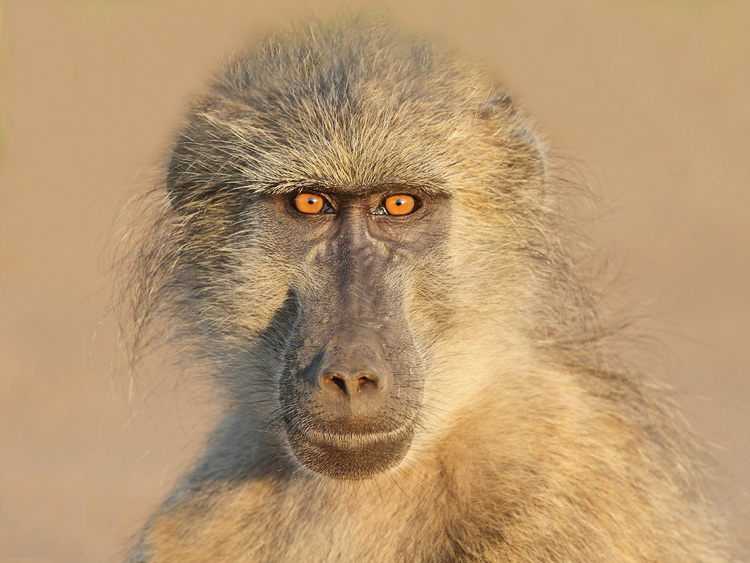 Baboon